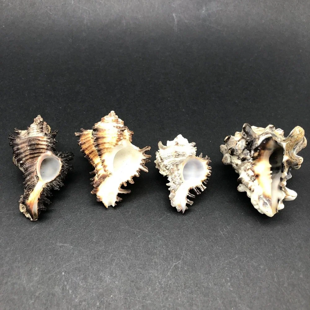 Vintage Lot of 4 Seashells Apple Murex and Murex Radix‎ Shells Approximately 2